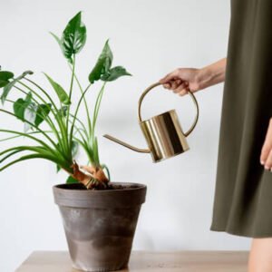 plants store categories img 4